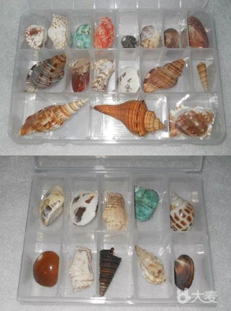 贝壳标本DIY【海洋馆里的科普习做】