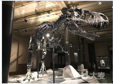 【亲子科普探秘】走进古动物博物馆，送化石！