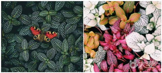 “The Color · 未来花园”花植艺术系列展